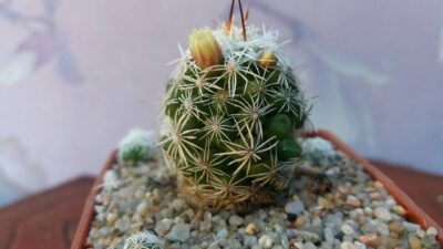 MAMMILLARIA GRACILIS
