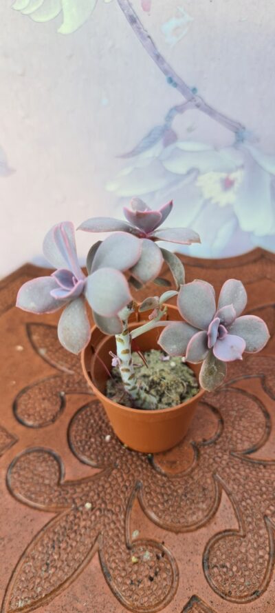 Echeveria Perle von Nurnberg