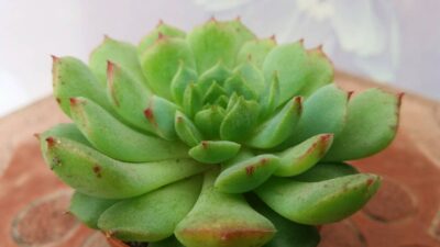 ECHEVERIA RAMILLETTE