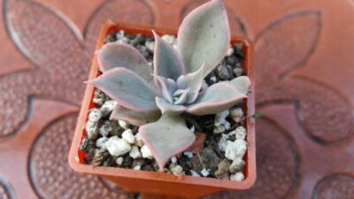 ECHEVERIA "DARK DESIRE"