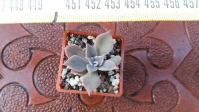 ECHEVERIA "DARK DESIRE" - Зображення 2