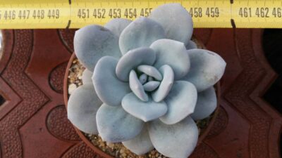 Echeveria laui - Зображення 2
