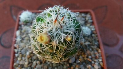 MAMMILLARIA GRACILIS - Зображення 2