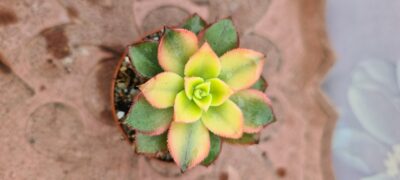 AEONIUM KIWI - Зображення 3
