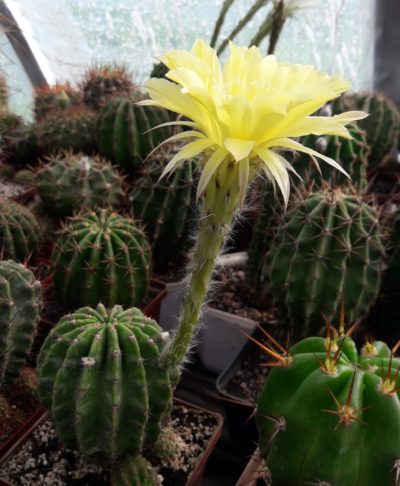 Echinopsis hybr. cv.Canary - Зображення 2
