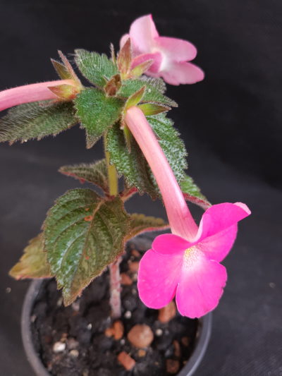 Achimenes longiflora Amour