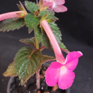 Achimenes longiflora Amour | 1