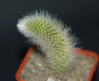 Hildewintera colademononis