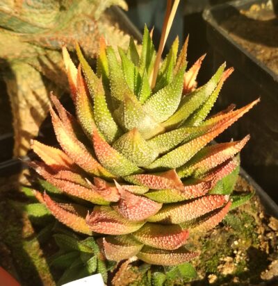 Haworthia cassytha - Зображення 3