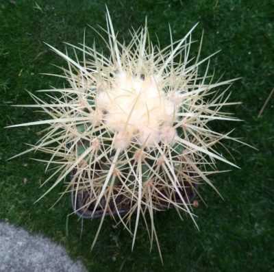Echinocactus grusonii f.nova longispinus