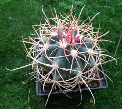 FEROCACTUS ACANTHODES