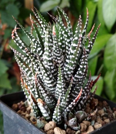 Haworthia fasciata var. concolor