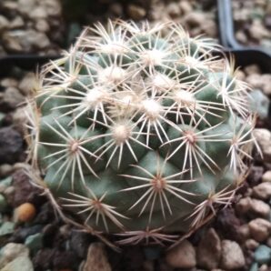 Coryphantha echinus | 18