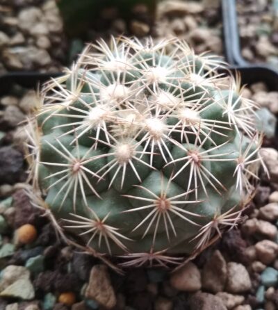 Coryphantha echinus