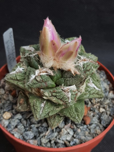 Ariocarpus fissuratus v. hintonii - Зображення 3