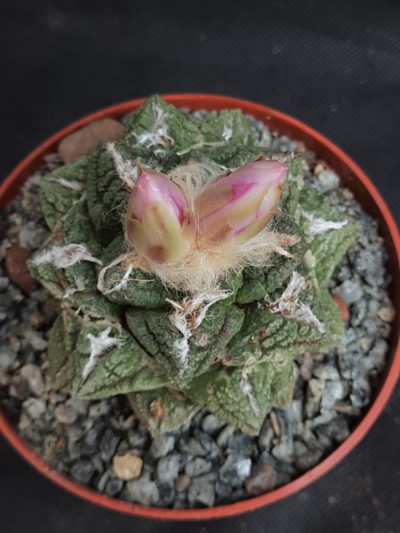 Ariocarpus fissuratus v. hintonii - Зображення 4