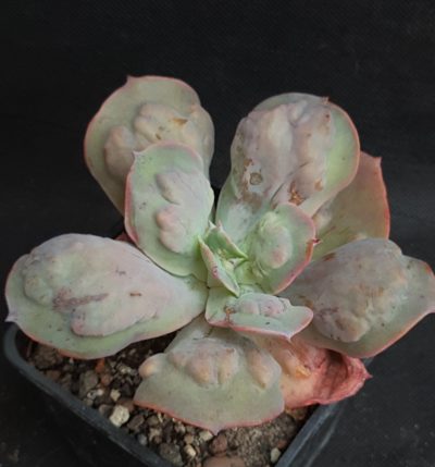 Echeveria Paul Bunyan