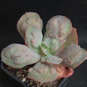 Echeveria Paul Bunyan