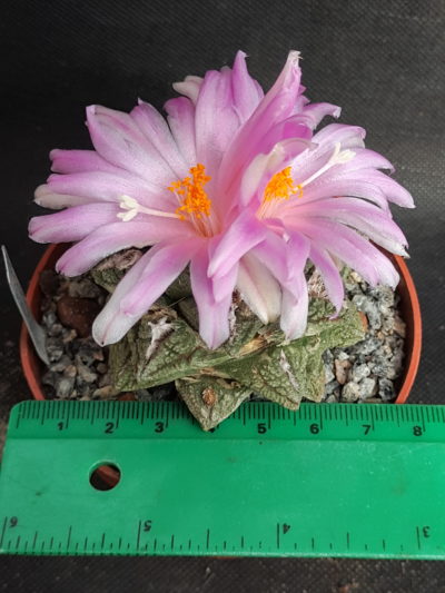 Ariocarpus fissuratus v. hintonii - Зображення 2