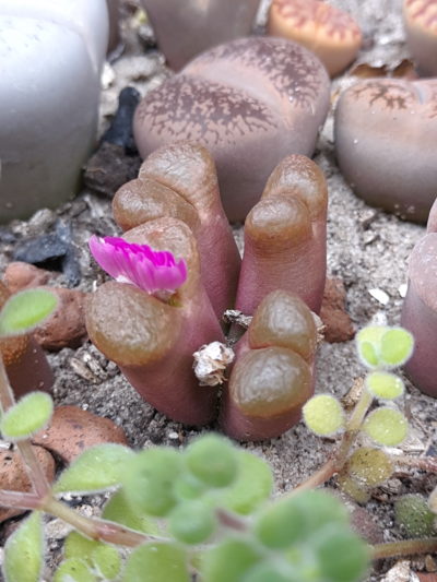 Ophthalmophyllum verrucosum