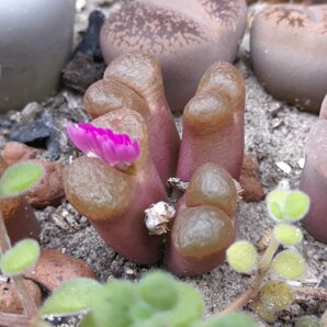 Ophthalmophyllum verrucosum | 83