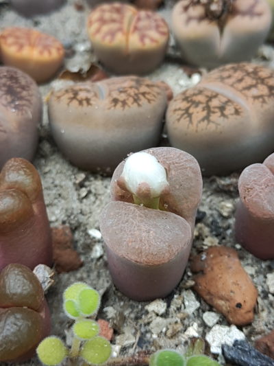 Ophthalmophyllum dinteri