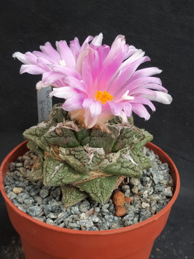 Ariocarpus fissuratus v. hintonii