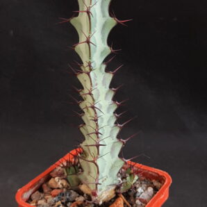 Euphorbia Greenwayi | 45