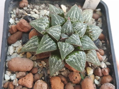 Haworthia Yuki Keshiki