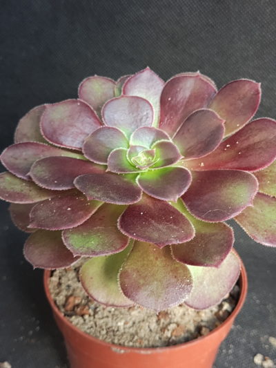 Aeonium velour
