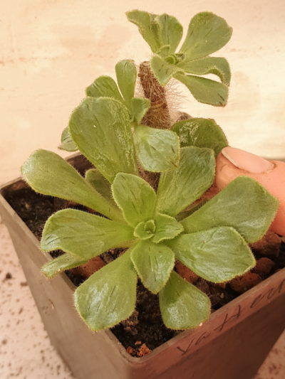 Aeonium smithii