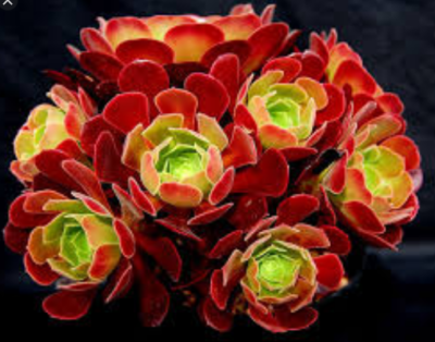 Aeonium velour - Зображення 2