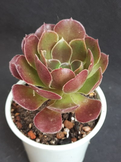 Aeonium velour