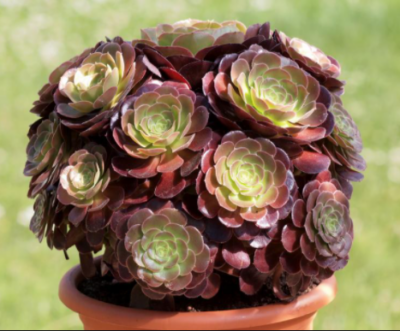 Aeonium Velour - Зображення 2