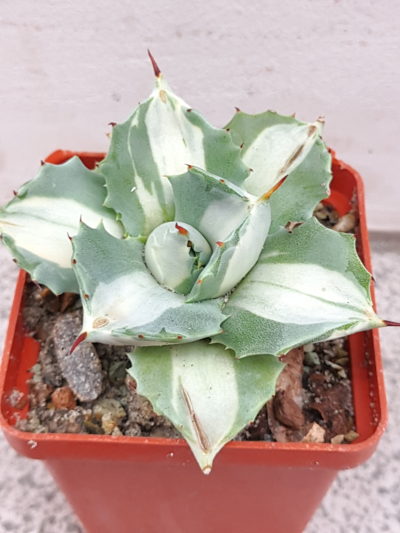 Agave isthmensis ‘Ohi Raijin Shiro Nakafu’ – Variegated Dwarf