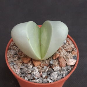 Argyroderma delaetii | 12