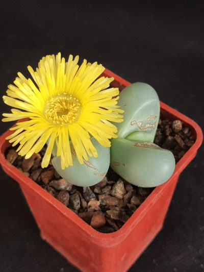 Argyroderma delaetii