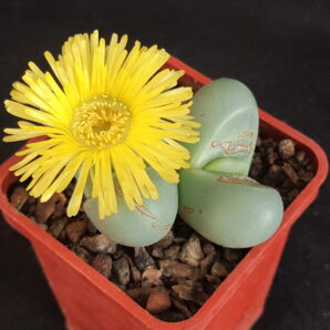 Argyroderma delaetii | 10