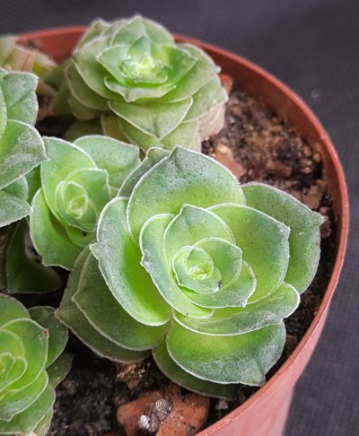 Crassula hemisphaerica