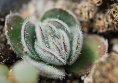 Crassula tomentosa