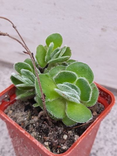 Crassula tomentosa