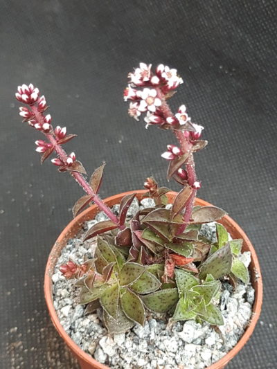 Crassula picturata hybr