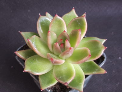Echeveria agavoides
