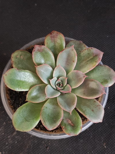 Echeveria 'Fantastic Fountain'