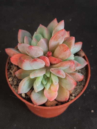 Echeveria glauca