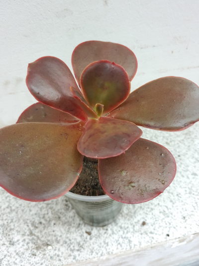 Echeveria Red Ball