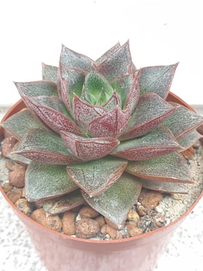Eheveria purpusorum