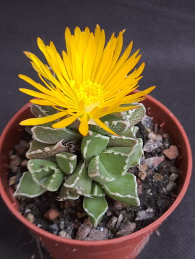 Faucaria albidens