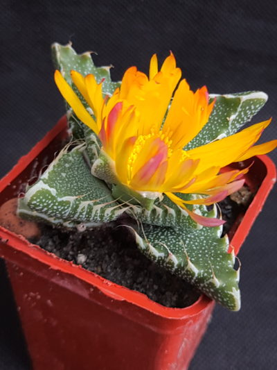 Faucaria tigrina