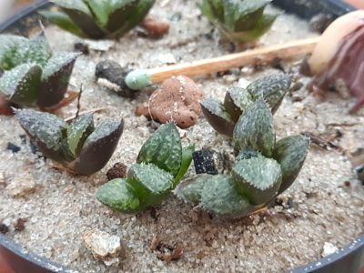 Haworthia Yuki Keshiki - Зображення 2